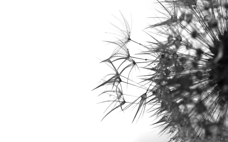 dandelion seed head close-up