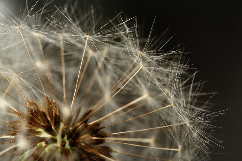 Dandelion seed head close-up