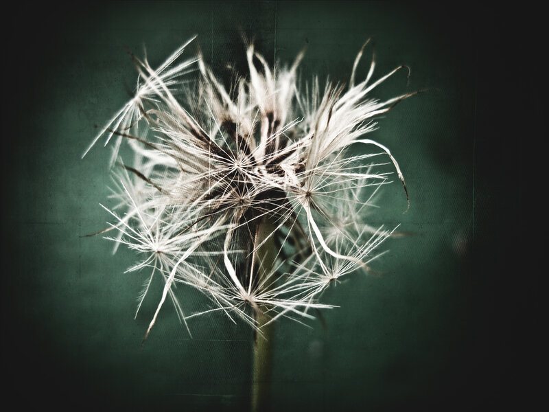 dandelion seed head close-up