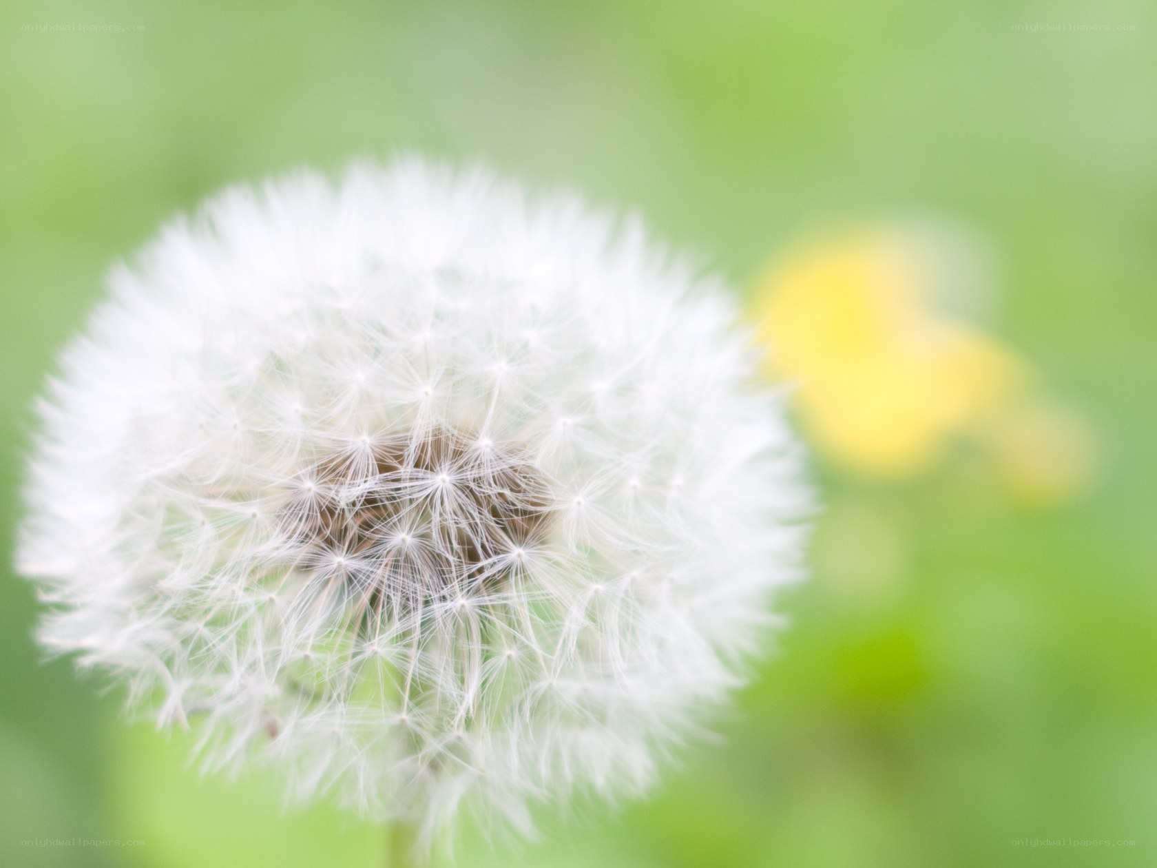 Dandelion seed head close-up