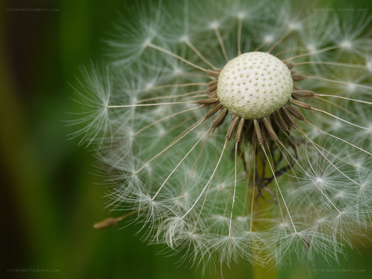 Dandelion seed head close-up