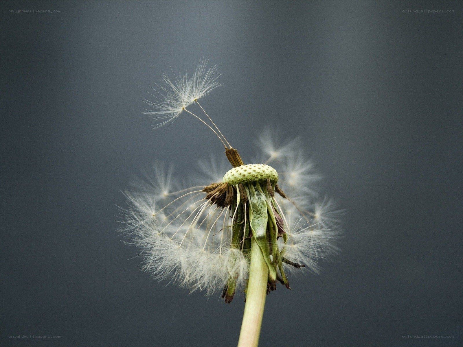 Dandelion seed head close-up