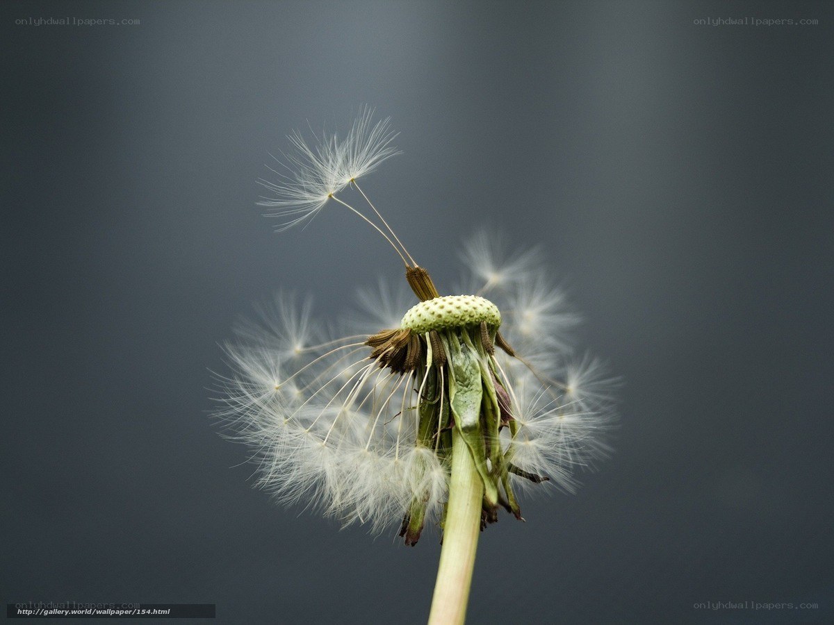 Dandelion seed head close-up