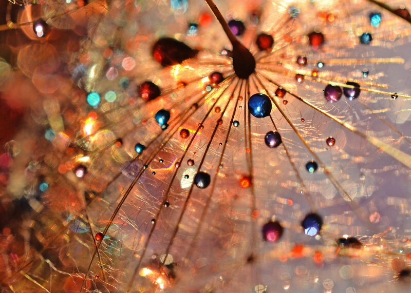 Dandelion Seed Head — Gold, Dreamy