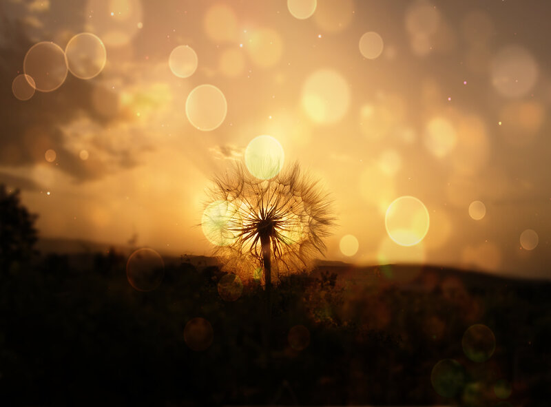 Dandelion Seed Head — Gold
