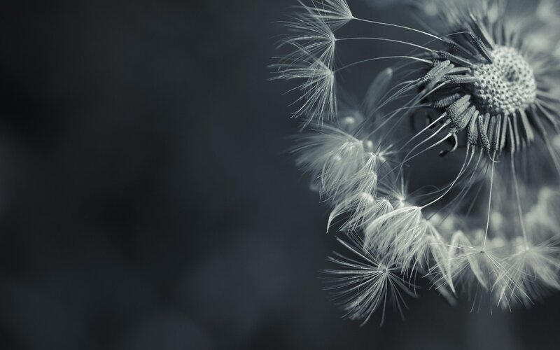 Dandelion Seed Head — Gray, Serene