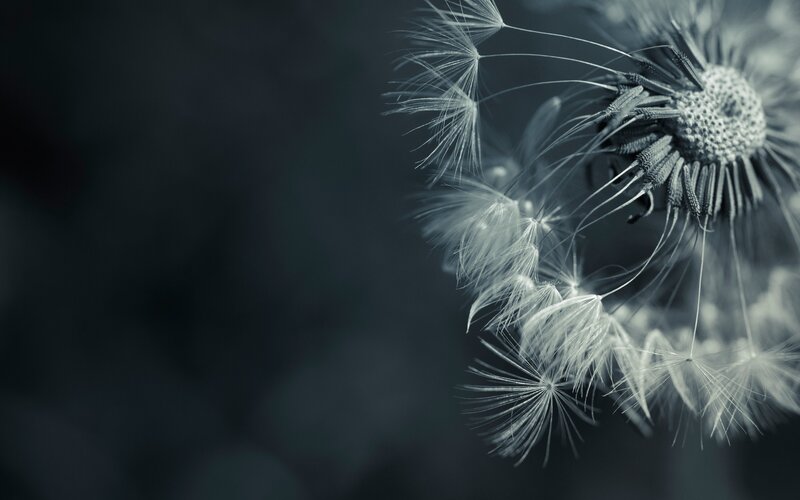 Dandelion Seed Head — Gray