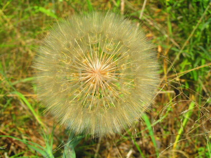 Dandelion Seed Head — Green, Calm, Afternoon, Photograph
