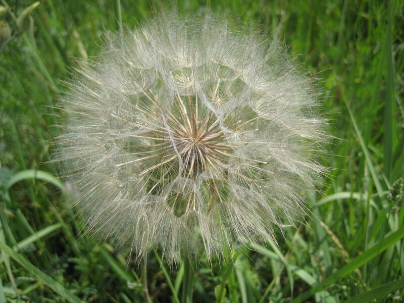 Dandelion Seed Head — Green, Calm, Afternoon
