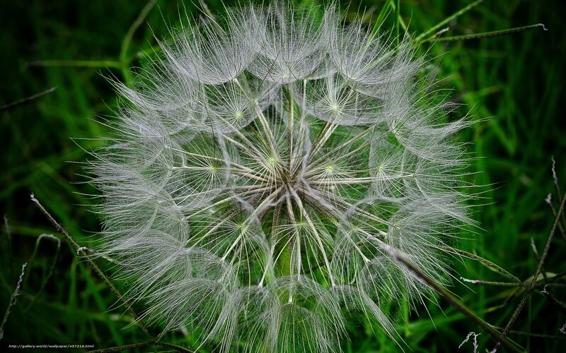 Dandelion Seed Head — Green, Calm, Photograph, Grass