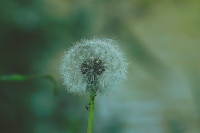 Dandelion Seed Head — Green, Calm, Photograph, Stem, Insects