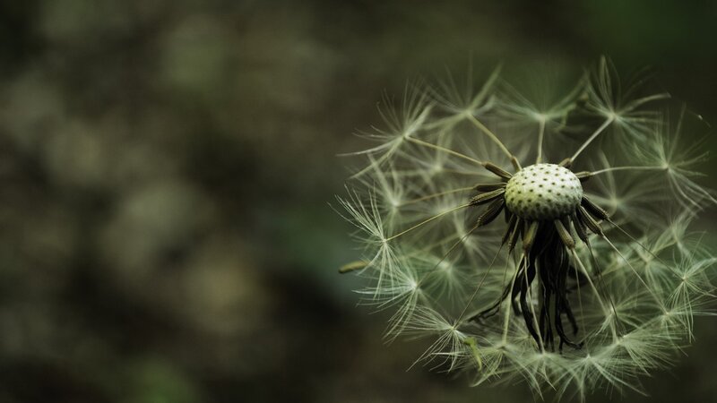 Dandelion Seed Head — Green, Calm, Photograph, Stem