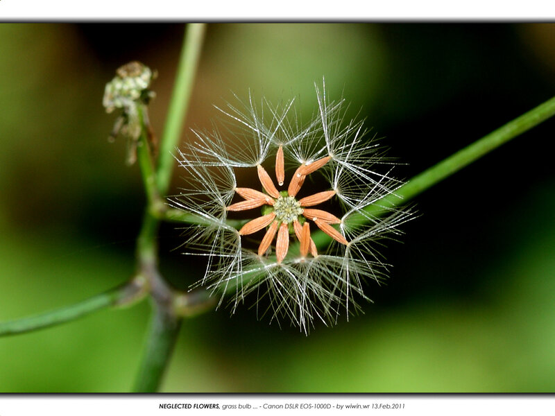 Dandelion Seed Head — Green, Calm, Photograph