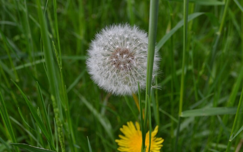 Dandelion Seed Head — Green, Calm, Summer