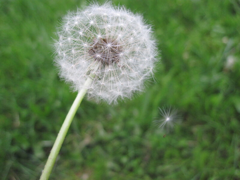 Dandelion Seed Head — Green, Calm