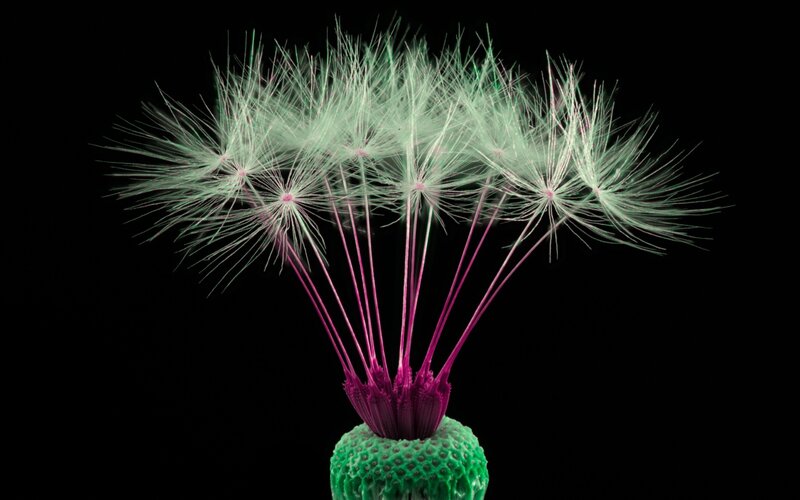 Dandelion Seed Head — Green, Dramatic