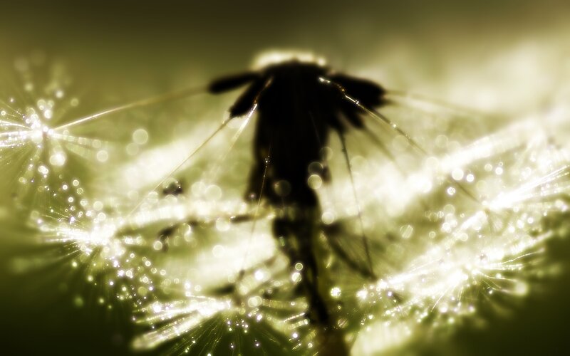 Dandelion Seed Head — Green, Dreamy