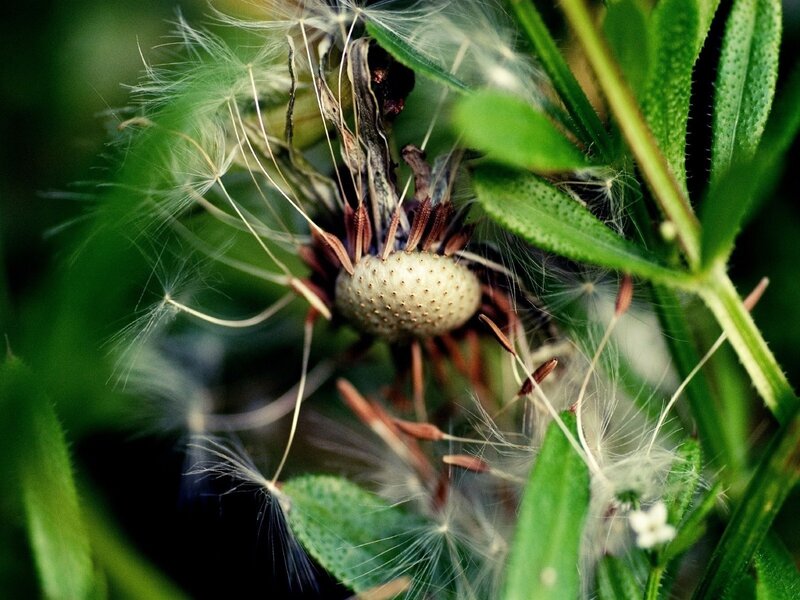 Dandelion Seed Head — Green, Natural, Afternoon