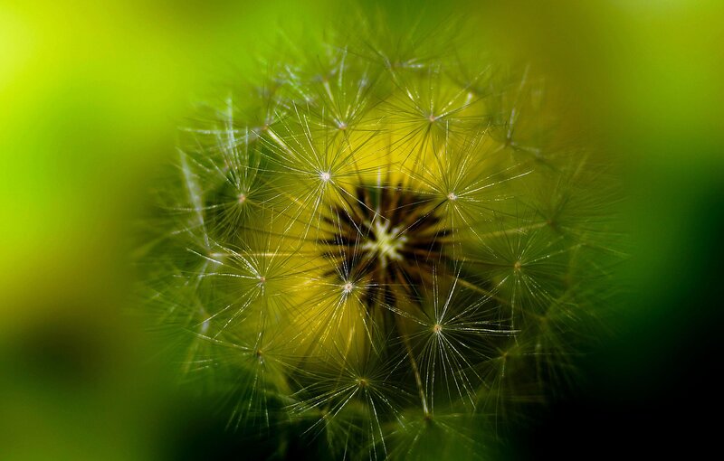Dandelion Seed Head — Green, Natural, Photograph, Green Background