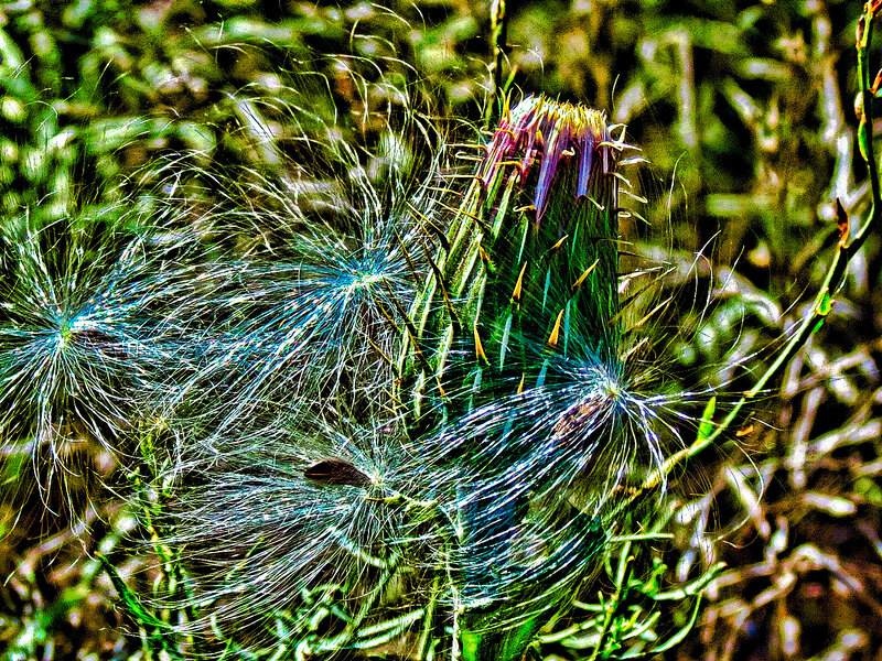 Dandelion Seed Head — Green, Natural, Photograph, Seeds