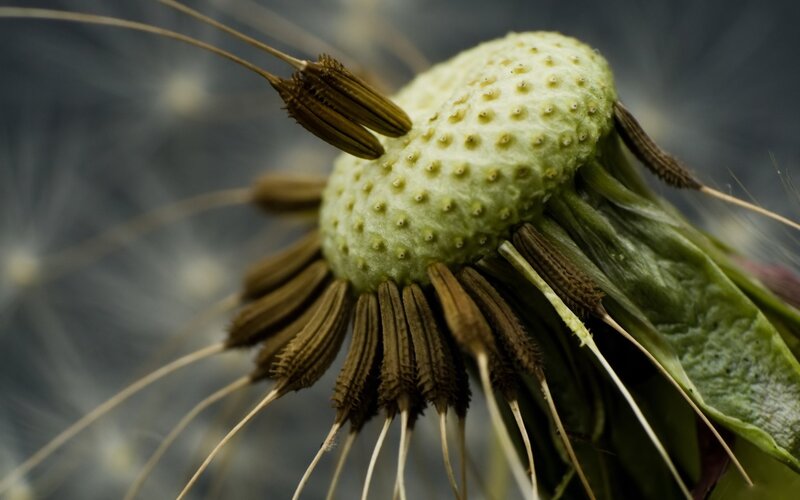 Dandelion Seed Head — Green, Natural, Photograph, Stem