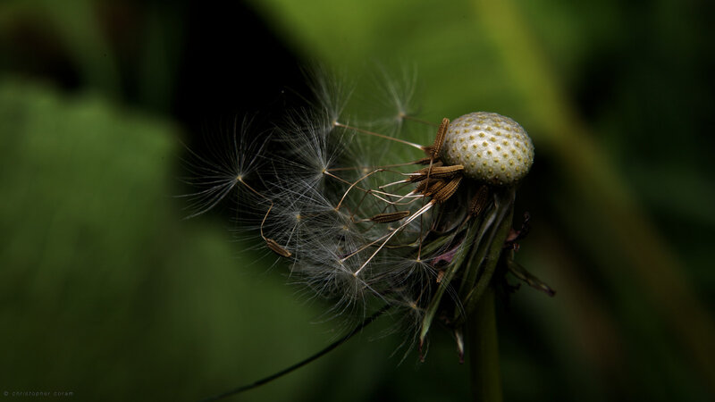 Dandelion Seed Head — Green, Natural, Photograph