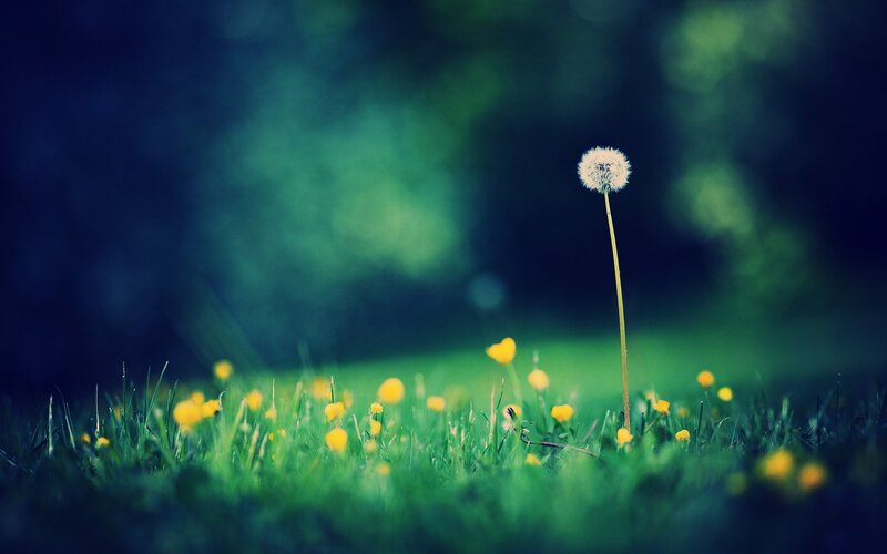 Dandelion Seed Head — Green, Serene, Afternoon, Photograph, Grass, Flowers