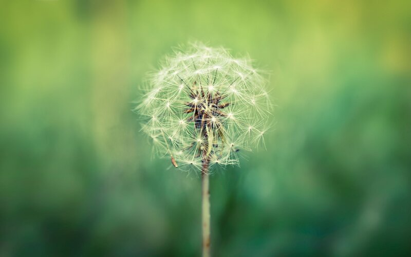 Dandelion Seed Head — Green, Serene, Afternoon, Photograph