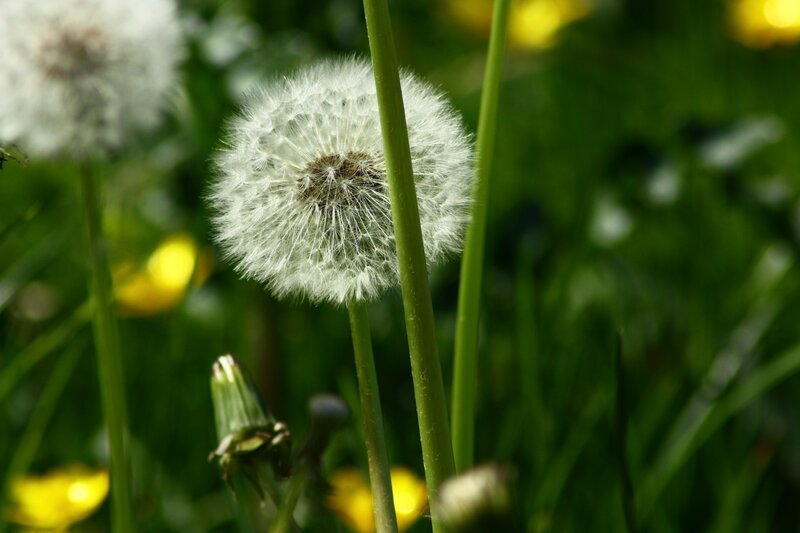 Dandelion Seed Head — Green, Serene, Afternoon