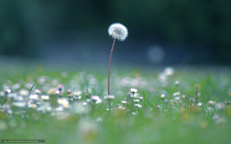Dandelion Seed Head — Green, Serene, Morning, Photograph, Grass, Flowers