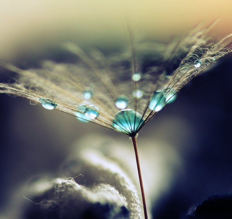 Dandelion Seed Head — Green, Serene, Morning, Photograph, Water Droplets