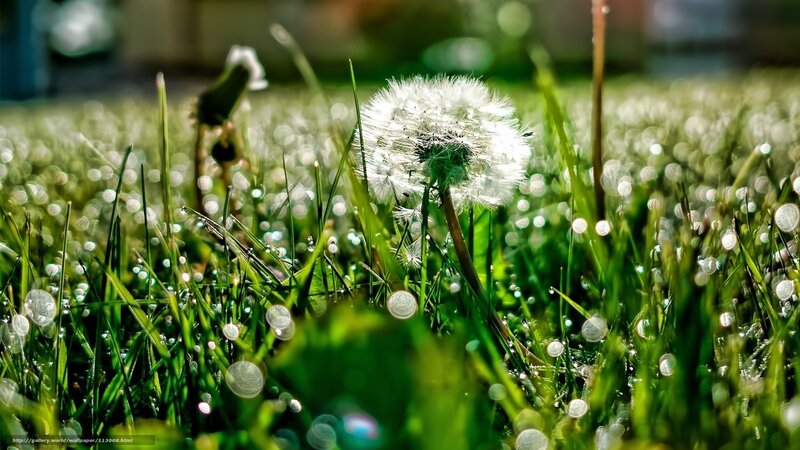 Dandelion Seed Head — Green, Serene, Morning