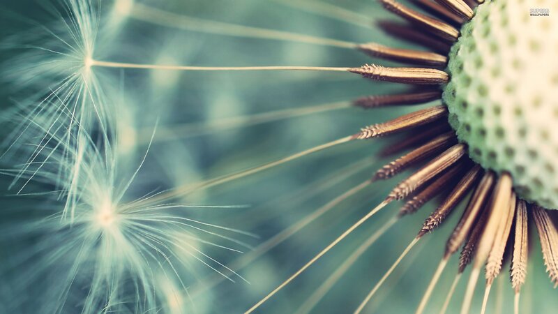 Dandelion Seed Head — Green, Serene, Photograph, Flower