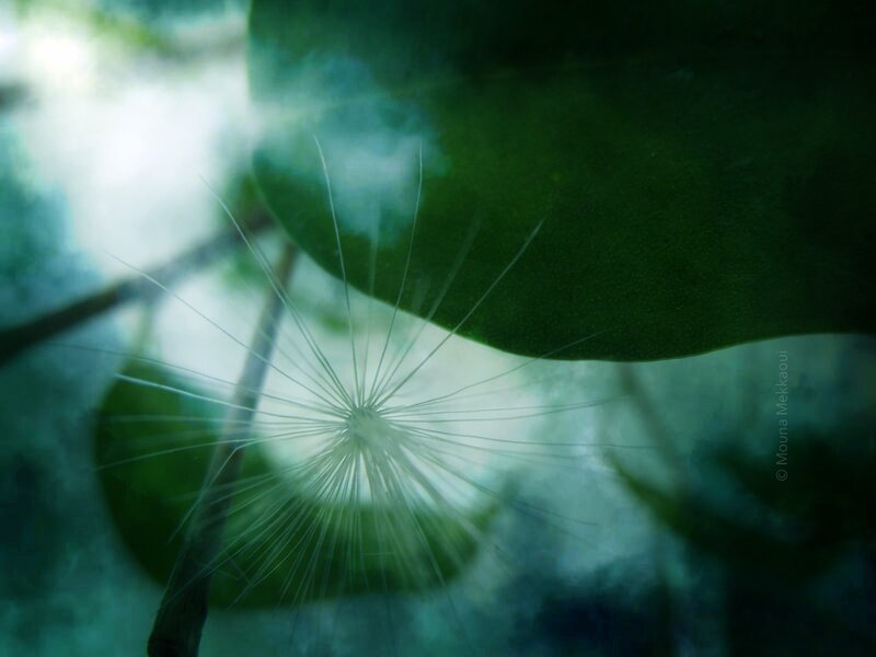 Dandelion Seed Head — Green, Serene, Photograph, Leaf
