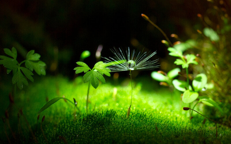 Dandelion Seed Head — Green, Serene, Photograph, Moss