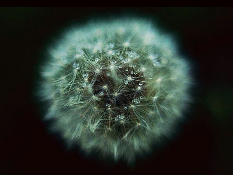 Dandelion Seed Head — Green, Serene, Photograph, Spore