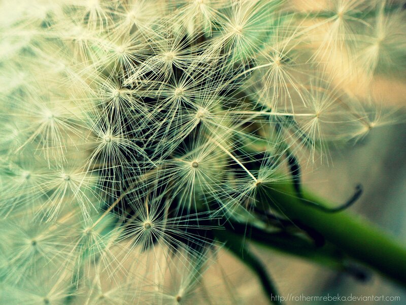 Dandelion Seed Head — Green, Serene, Photograph, Stem, Background