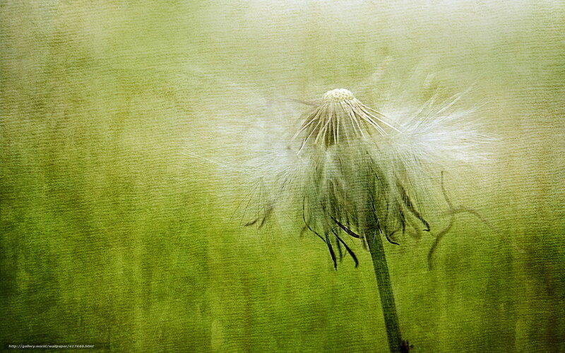 Dandelion Seed Head — Green, Serene, Photograph, Stem, Field