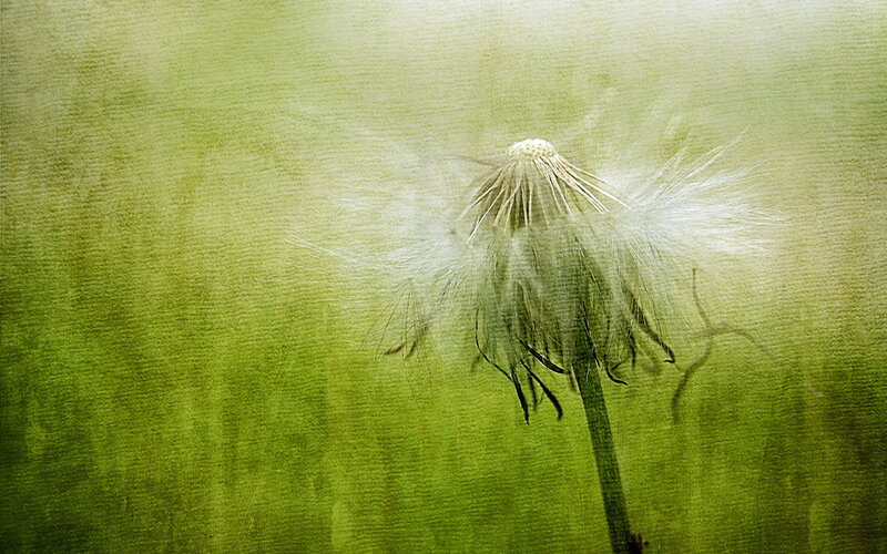 Dandelion Seed Head — Green, Serene, Photograph, Stem
