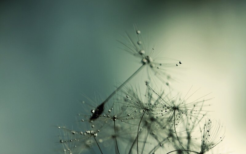 Dandelion Seed Head — Green, Serene, Photograph