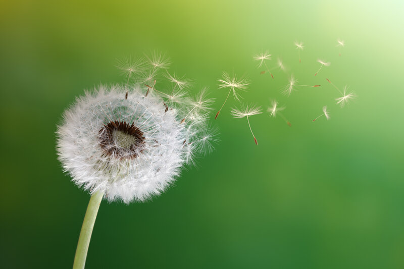 Dandelion Seed Head — Green, Serene, Spring, Photograph, Seeds