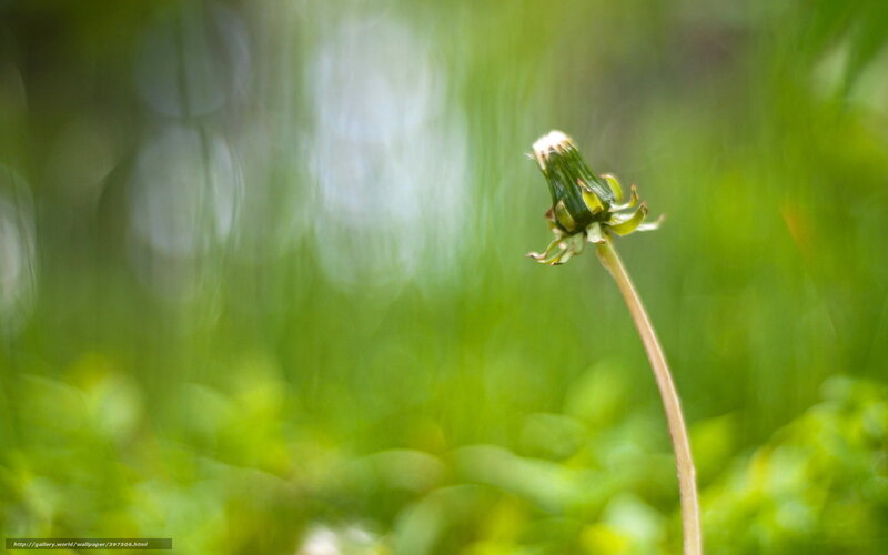 Dandelion Seed Head — Green, Serene, Spring, Photograph, Stem
