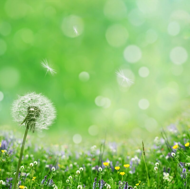 Dandelion Seed Head — Green, Serene, Spring, Photograph