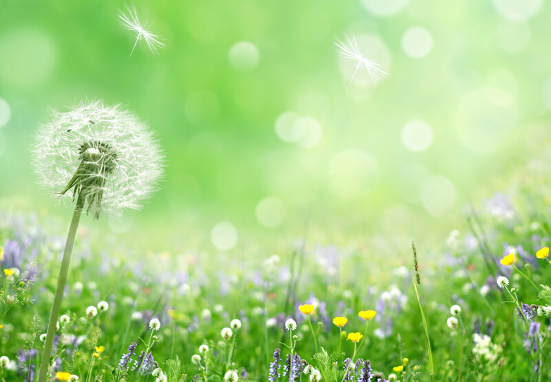 Dandelion Seed Head — Green, Serene, Spring