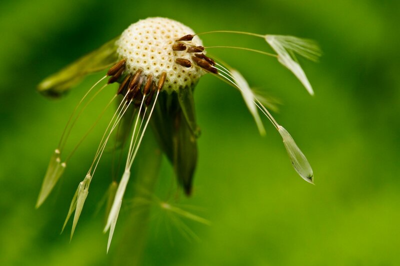Dandelion Seed Head — Green, Serene, Summer, Photograph