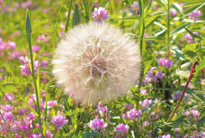 Dandelion Seed Head — Green, Serene, Summer