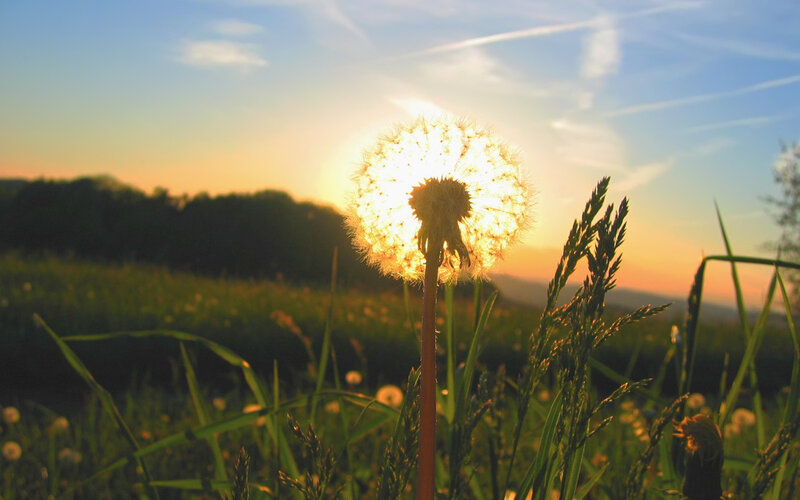 Dandelion Seed Head — Green, Serene, Sunset, Photograph, Field