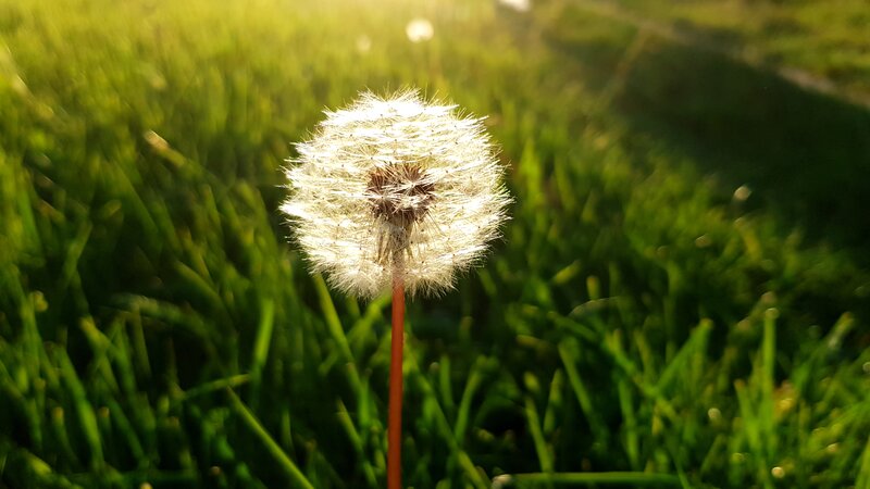 Dandelion Seed Head — Green, Serene, Sunset, Photograph, Grass, Sunlight