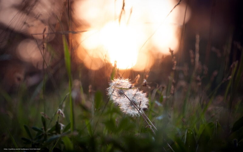 Dandelion Seed Head — Green, Serene, Sunset, Photograph, Grass