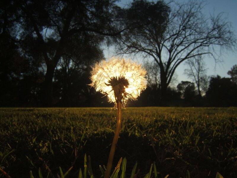 Dandelion Seed Head — Green, Serene, Sunset, Photograph, Grass, Trees